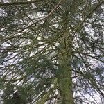 Abies concolor Habit