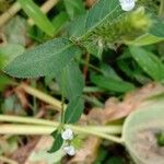 Rostellularia procumbens 葉