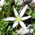 Ornithogalum montanum Flor