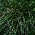 Carex sempervirens Blad