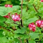 Ribes sanguineum 整株植物