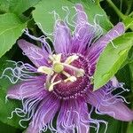Passiflora cincinnata Cvet
