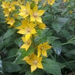 Lysimachia vulgarisFlower