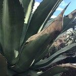 Agave salmiana Blatt