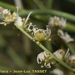 Reseda complicata Fleur