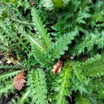 Cirsium filipendulum Leaf