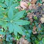 Cleome spinosa Leaf