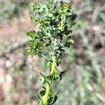 Adenocarpus telonensis 葉