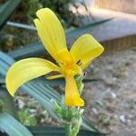 Canna glauca Flower