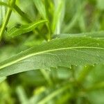Rorippa austriaca Leaf