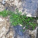 Galium murale ഇല