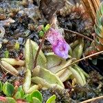 Pinguicula calyptrata Hábito