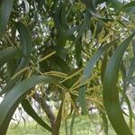 Acacia auriculiformis Blad