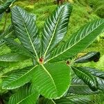 Rhododendron sinogrande Blad