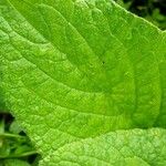 Symphytum orientale Leaf
