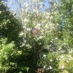 Eucryphia cordifolia Fiore