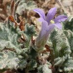 Campanula topaliana Flower