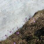 Soldanella pusilla 形態