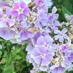 Phlox maculata Flor