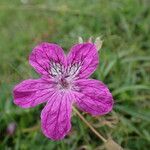 Erodium manescavi ফুল