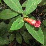 Costus laevis Drugo