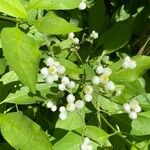 Pseudognaphalium californicum Flower