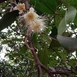 Syzygium samarangense Žiedas