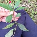 Cuphea appendiculata पत्ता