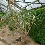 Aloe ramosissima Hábito
