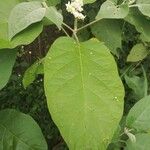Solanum erianthum Leaf