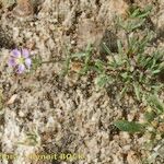 Spergularia echinosperma Habitus