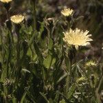 Hieracium intybaceum Цвят