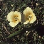 Calochortus subalpinus Květ