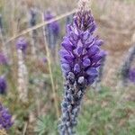 Lupinus formosus Flor