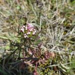 Valeriana calcitrapae Rinde