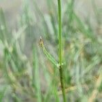 Alopecurus geniculatus Leaf