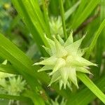 Carex grayi Flower