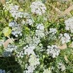 Trachyspermum ammi अन्य