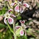 Silene gallica Blüte