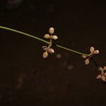 Syzygium longipes Blüte