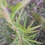 Lactuca canadensis Leaf