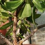Echium hypertropicum പുറംതൊലി