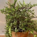 Portulacaria afra ഇല