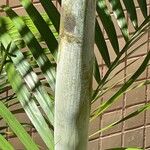 Dypsis lutescens Bark