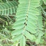 Astragalus canadensis Blatt