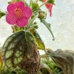 Kohleria amabilis 花