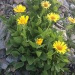 Doronicum plantagineum ശീലം