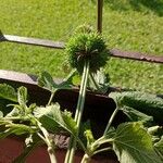 Leonotis nepetifolia Vrucht