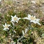 Leontopodium nivaleFlower