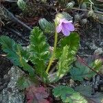 Erodium botrys Квітка